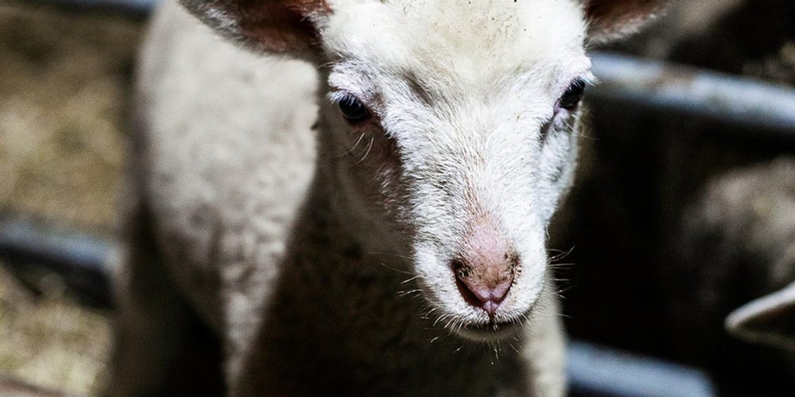 Biodiversité : les défis de la cohabitation avec le loup en Haute-Marne