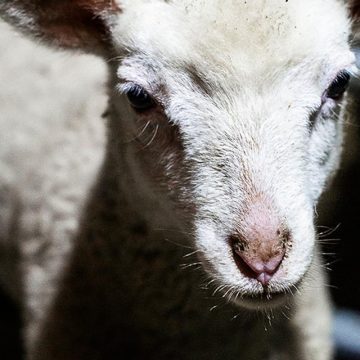 b75f0b1f-78a6-4134-aa6b-bfaeb788eed2 Biodiversité : les défis de la cohabitation avec le loup en Haute-Marne