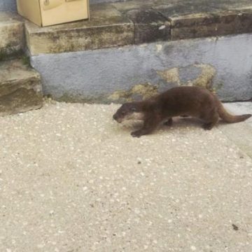 Le retour inattendu de la loutre d’Europe à Mende