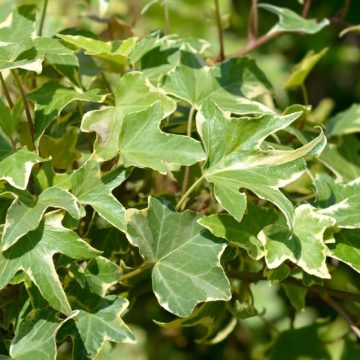 Le lierre, allié du jardin et de la biodiversité