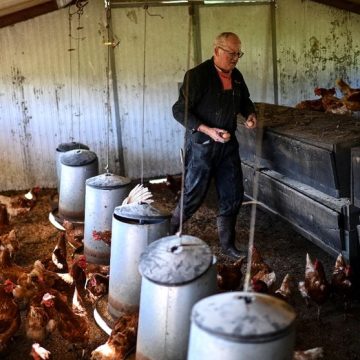 La diversification agricole en Gironde face à la crise viticole