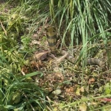 Un cobra à lunettes repéré à Castelginest : l’enquête continue