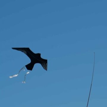Pêcheurs Français Innovent pour Protéger les Oiseaux Marins