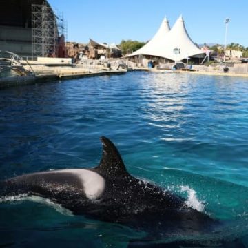 Le transfert des orques et dauphins de Marineland