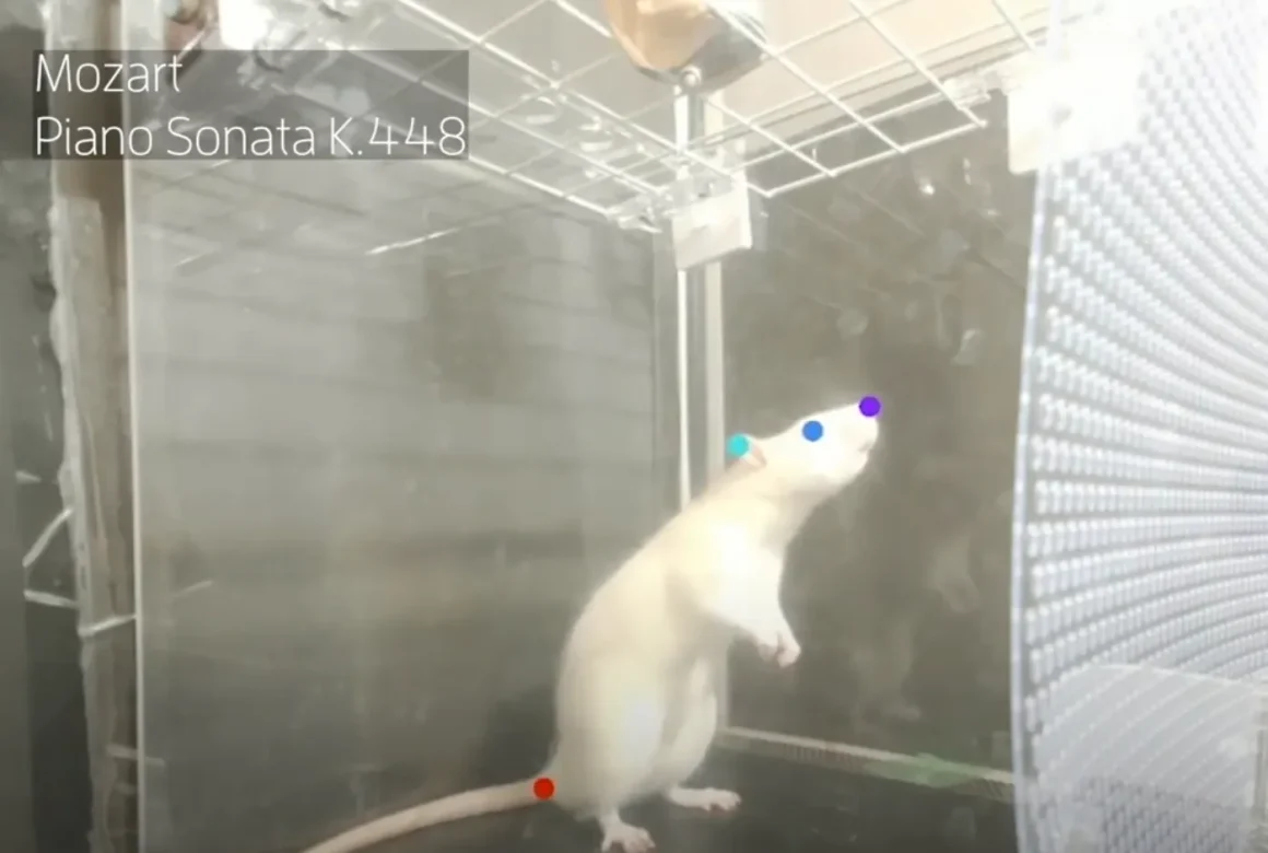 Le rat brun : plus qu’un nuisible urbain