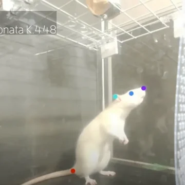 Le rat brun : plus qu’un nuisible urbain