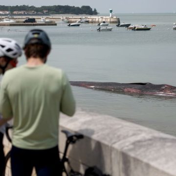 Échouage d’une baleine sur l’Île de Ré