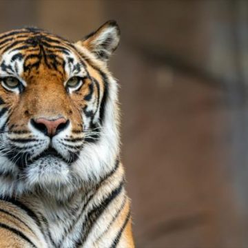 Un tigre en cavale abattu par la police en Allemagne