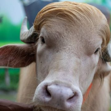 Un buffle albinos à crinière blonde devient une sensation au Bangladesh