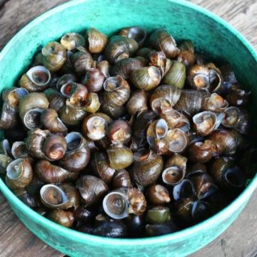 Les atouts nutritionnels cachés des bigorneaux