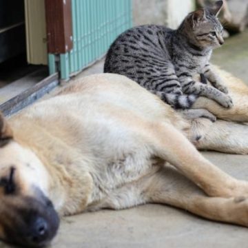 Les chiens et les chats face à l’hantavirus