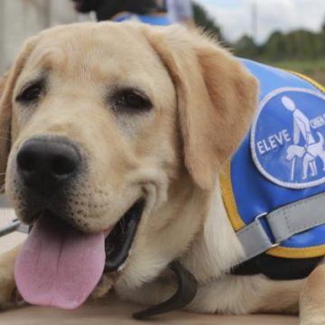 Réformes pour les droits des personnes handicapées accompagnées de chiens guides