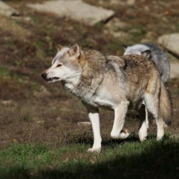 4e30e9aa-6005-4c96-9568-4bb906ff1726 La controverse autour de l’abattage des loups dans les réserves naturelles