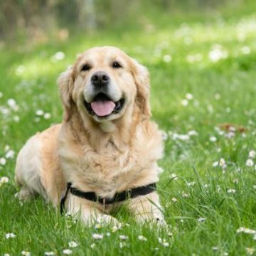 Les races de chiens les plus fragiles selon les vétérinaires