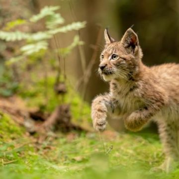 Condamnation d’une femme pour la mort d’un lynx protégé