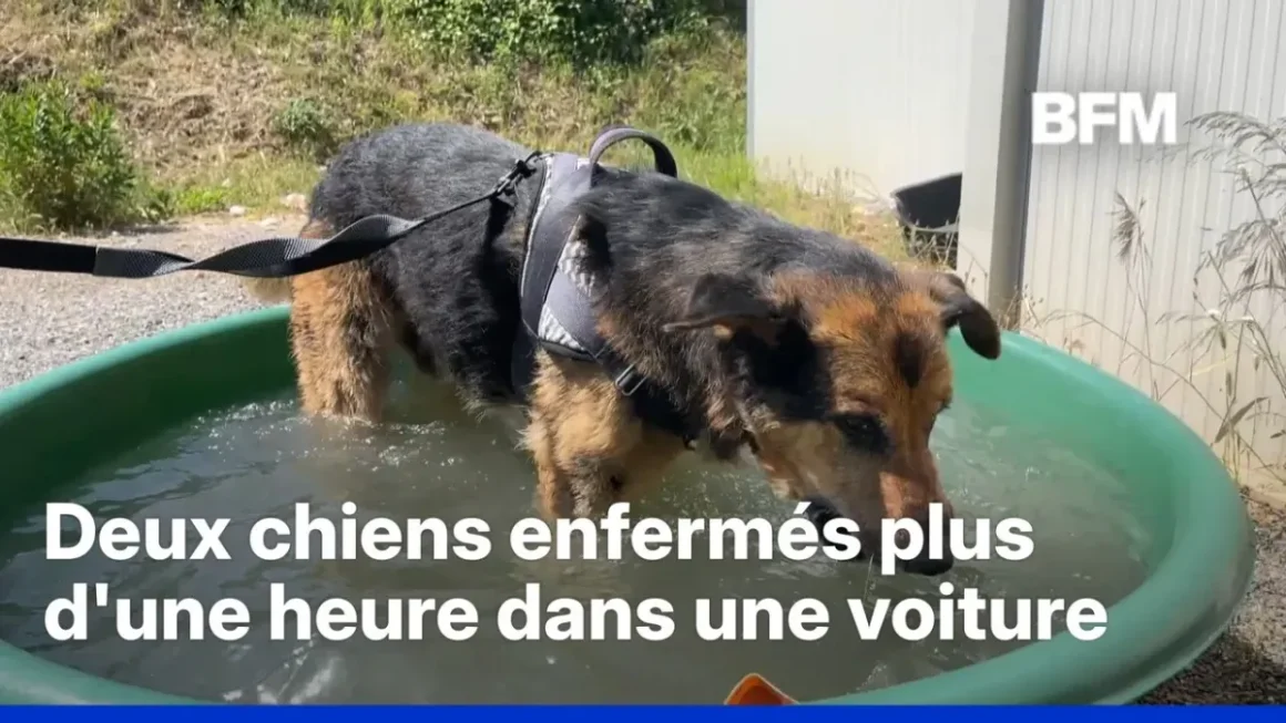 Les fortes chaleurs en France affectent aussi les animaux