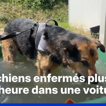 Les fortes chaleurs en France affectent aussi les animaux