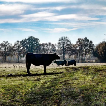 Solutions pour une agriculture durable et une alimentation de qualité