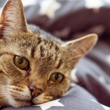 Comprendre les Signes de Malaise chez le Chat