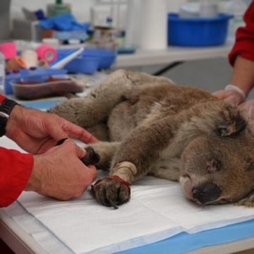 79d95746-9373-4432-bca9-d53234cea895 La recherche d’un nouveau chien détecteur de koalas en Australie