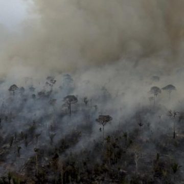 Destruction de la forêt amazonienne : un bilan mitigé pour 2025