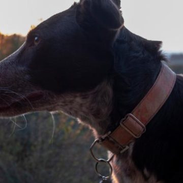 Une start-up chinoise lance un traducteur d’animaux