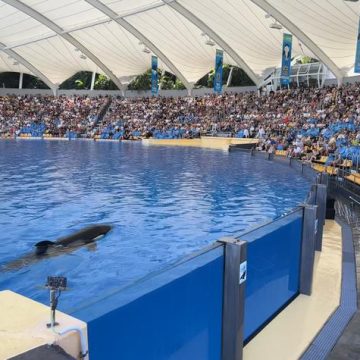 Le transfert des orques et dauphins de Marineland vers l’Espagne