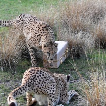 Suivi Global de la Faune Sauvage grâce à Icarus