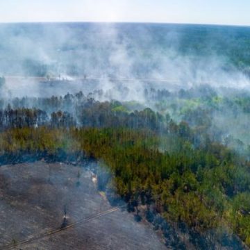 Les dégâts alarmants des incendies de forêt liés au réchauffement climatique