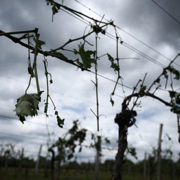 Grêle et Viticulture: Conséquences d’un Climat Plus Chaud