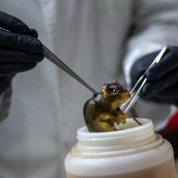 Les hantavirus en France : état des lieux et surveillance