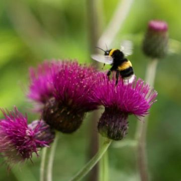 Comment différencier abeilles et guêpes