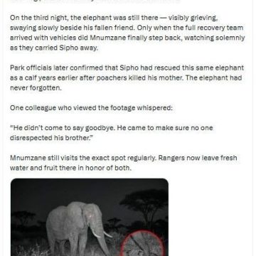 L’histoire inventée d’un éléphant au parc national Kruger