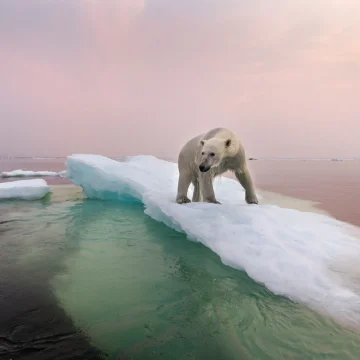 Retour sur 15 Millions d’Années pour Comprendre le Climat Futur