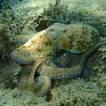La prolifération du poulpe : une transformation économique et environnementale