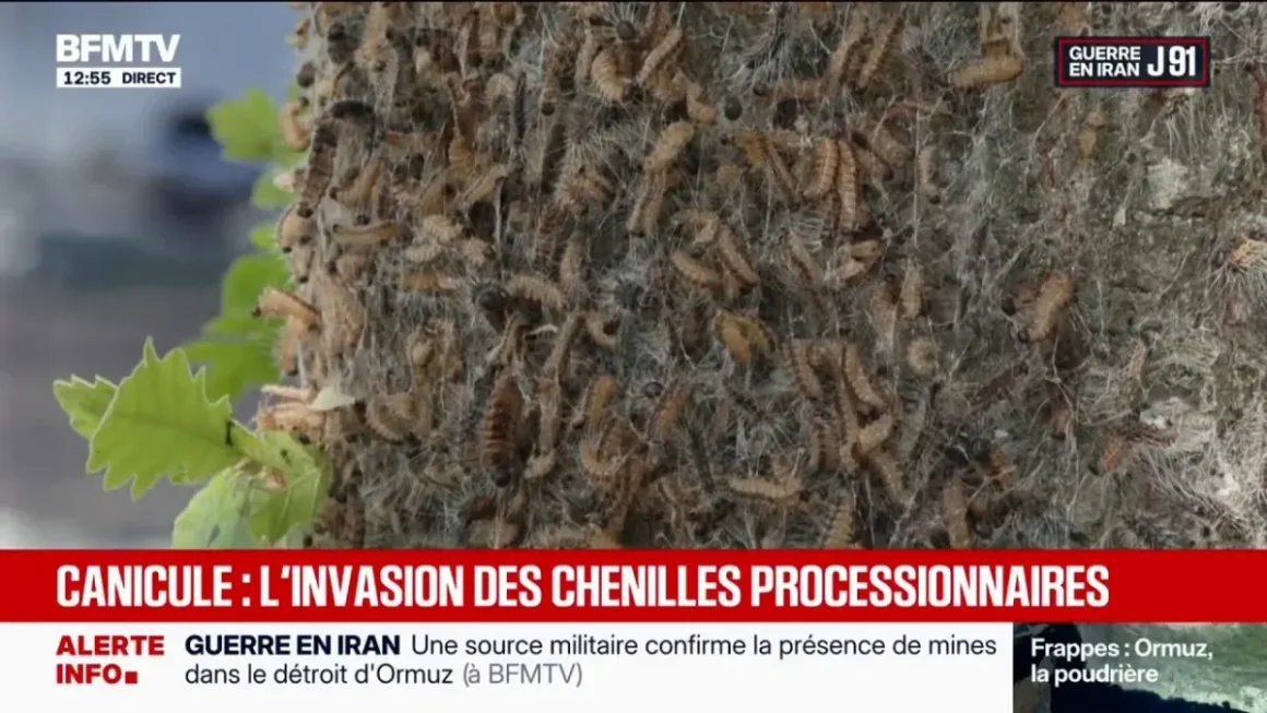 Les risques des chenilles urticantes pour l’humain et les animaux de compagnie