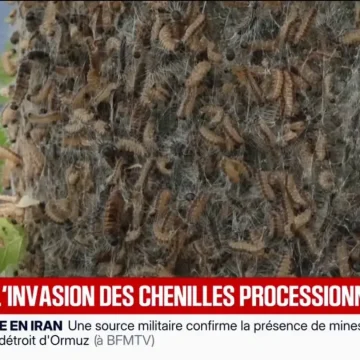 Les risques des chenilles urticantes pour l’humain et les animaux de compagnie