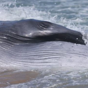 Une baleine s’échoue sur l’île de Ré : un événement rare et intrigant