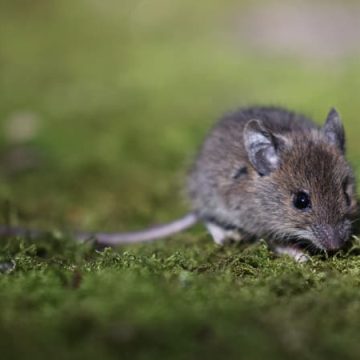 Invasion de souris en Australie : Une menace pour l’agriculture