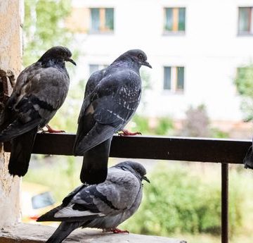 Nourrissage des pigeons en ville : quelles solutions face aux nuisances ?