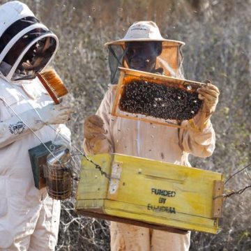 Les abeilles de l’île de Lamu et leur impact sur la biodiversité et l’autonomie des femmes