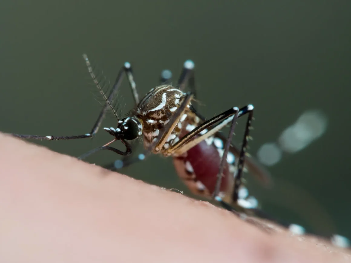 Le bateau MV Hondius touché par un hantavirus