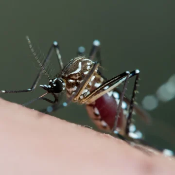 Le bateau MV Hondius touché par un hantavirus