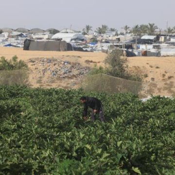 La situation agricole dans la bande de Gaza