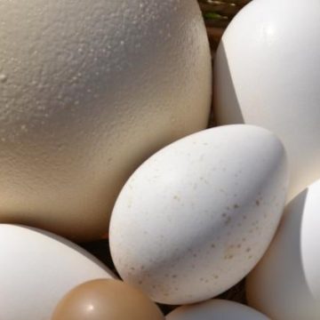 Varietés d’œufs comestibles