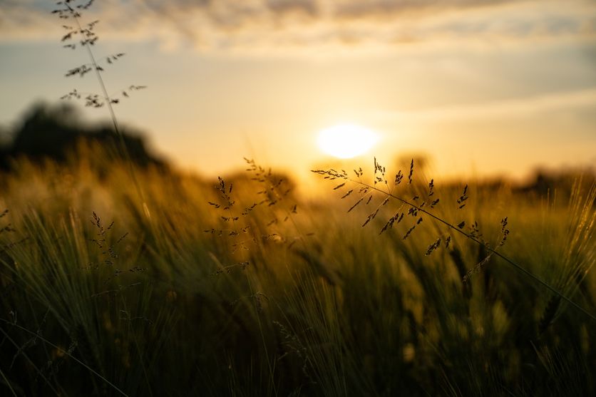 Beautiful rural grain field at sunset Critique du recueil ‘La Trace et l’Infini’ de Nathalie Nabert