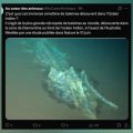 Un cimetière de baleines retrouvé dans l’océan Indien