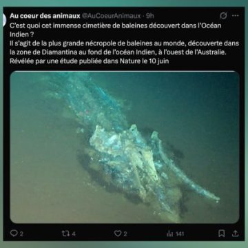 Un cimetière de baleines retrouvé dans l’océan Indien