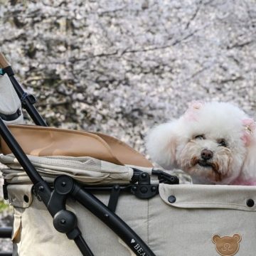 Un Nouveau Phénomène : Les Animaux de Compagnie Habillés au Japon