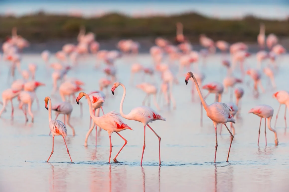Les pigeons voyageurs: nouvelles découvert es sur leur orientation